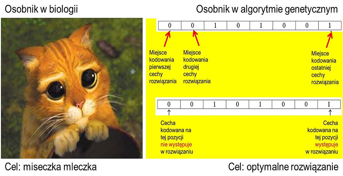 Rys. 1. Porównanie podstawowych pojęć w biologii i w algorytmie genetycznym należącym do sztucznej inteligencji